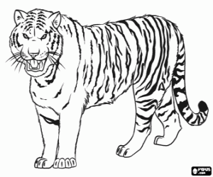 The large Siberian Tiger coloring page