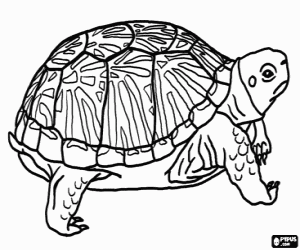 Large terrestrial turtle coloring page