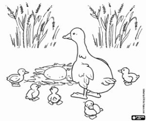 The last egg of mama duck coloring page