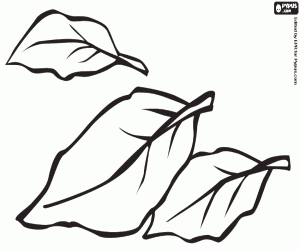 The laurel, an aromatic plant coloring page