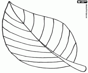 Leaf of a plant coloring page