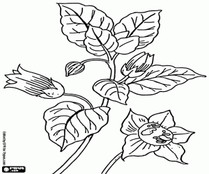 Leaves and flower buds of a plant coloring page
