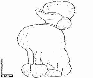 Leonard is a poodle coloring page
