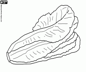 Lettuce coloring page