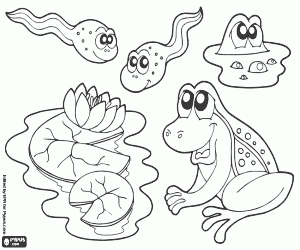 The life in the pond coloring page