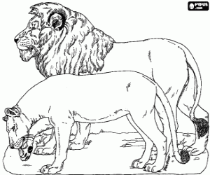 Lion and lioness coloring page