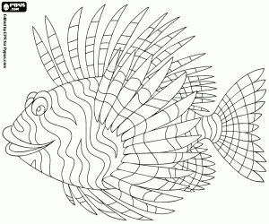 The lionfish coloring page