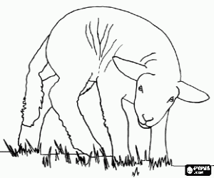 A little lamb grazing coloring page
