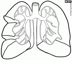 The lungs, the respiratory system coloring page