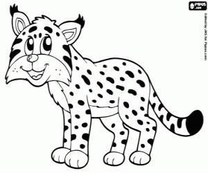 Lynx, feline coloring page