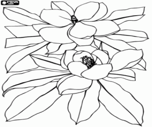 Magnolia flowers coloring page