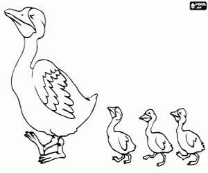 Mama duck and her ducklings coloring page