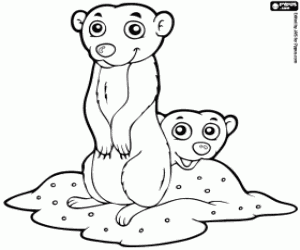 Meerkats coloring page