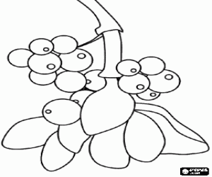 Mistletoe branch with berries coloring page