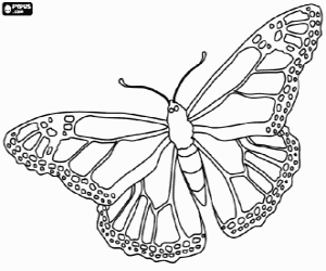 A monarch butterfly coloring page