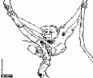 Monkey hung of lianas coloring page