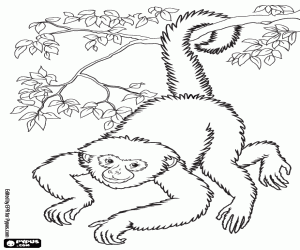 A monkey upside down coloring page