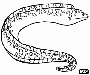A moray from Mediterranean sea coloring page