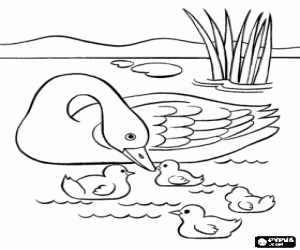 Mum Duck  swimming with her ducklings coloring page