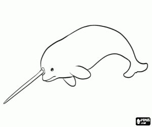 The narwhal with its sword coloring page
