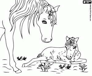 A newborn foal coloring page