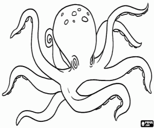 An octopus, a marine animal coloring page