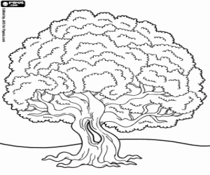 Old holm oak, evergreen tree coloring page