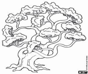 Old pine coloring page