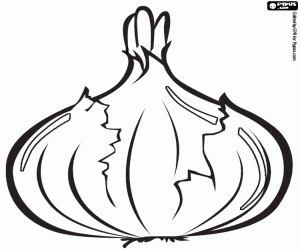 The onion ,a culinary ingredient coloring page