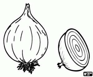 The onions, edible bulbs coloring page