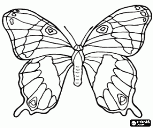 The open wings of the butterfly coloring page