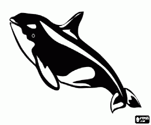 Orca, a cetacean coloring page
