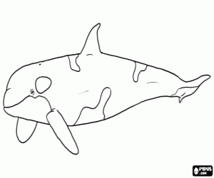 An orca, a marine mammal coloring page