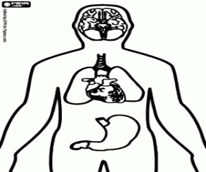 Organs of the human body coloring page