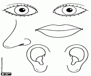 The organs of the senses coloring page