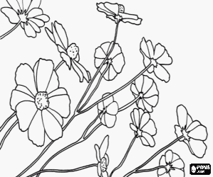 Ornamental flower, cosmos coloring page
