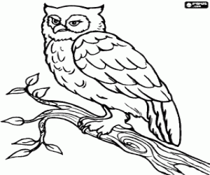 Owl on a branch coloring page