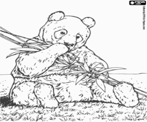 Panda bear eating bamboo coloring page