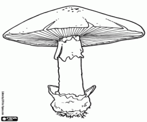 The parts of a mushroom coloring page
