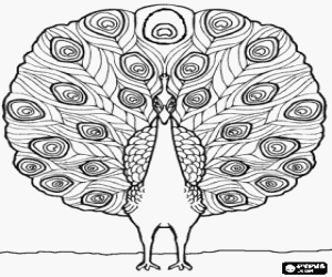 Peacock showing his plumage coloring page