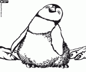 A penguin family, Happy Feet coloring page