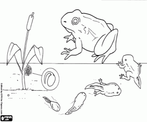Phases of the life of the frog coloring page