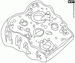 A piece of blue cheese coloring page