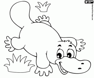 Platypus, semi-aquatic animal coloring page
