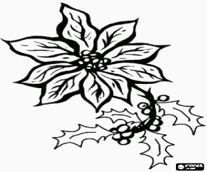 A poinsettia with branches of holly coloring page