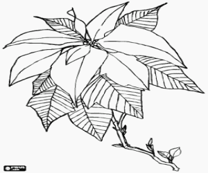 Poinsettia, Christmas flower coloring page