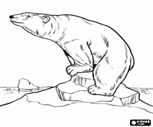 A polar bear on an iceberg coloring page