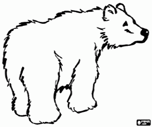 Polar bear coloring page