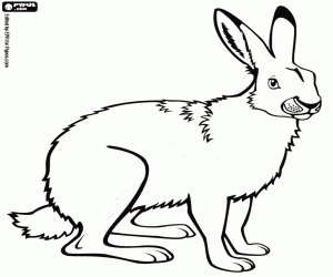 A polar hare coloring page