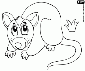 Possum, an australian marsupial coloring page